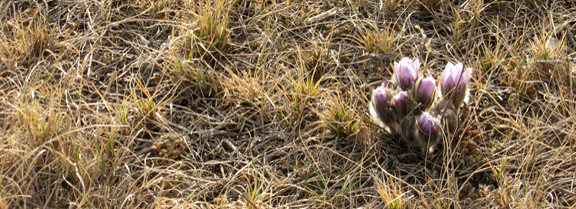 Prairie Crocus - photo by P. Tutty